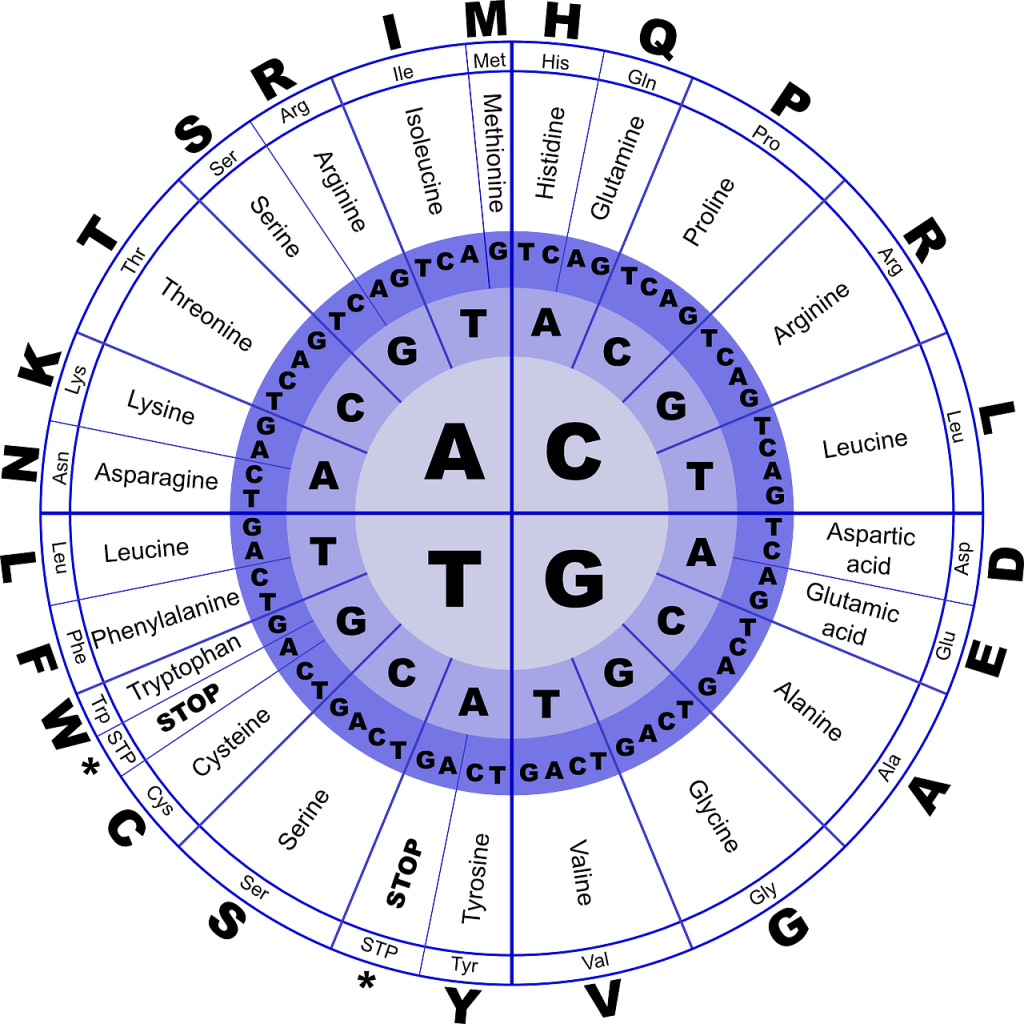 human growth hormone