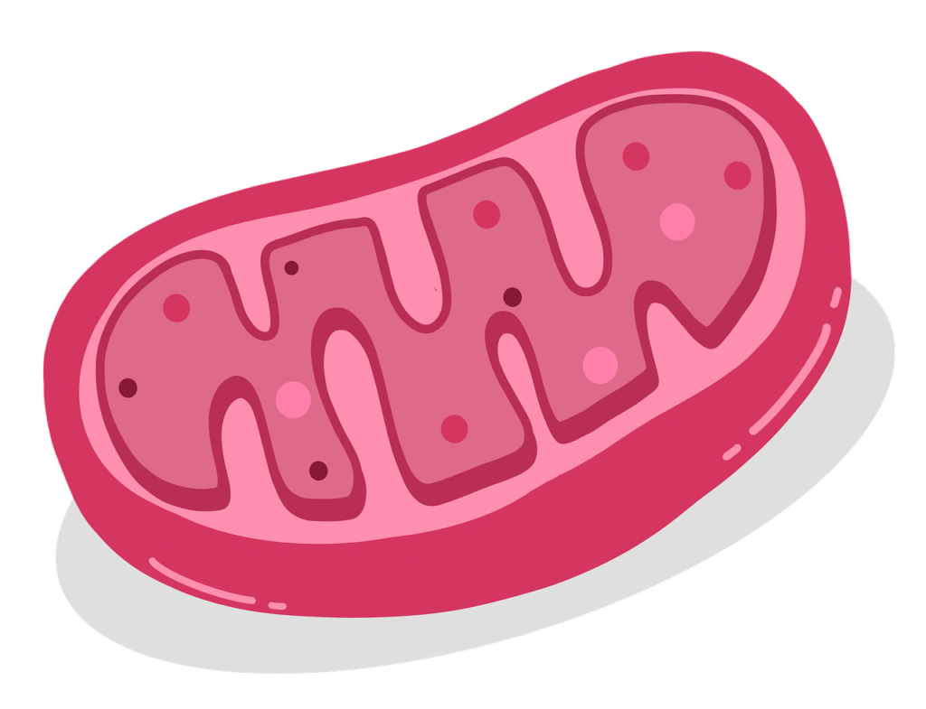 mitochondria
